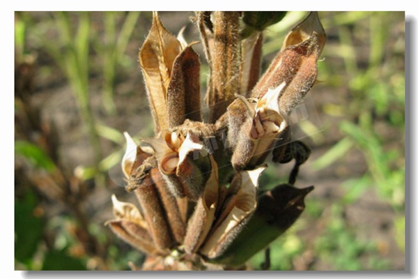 番茄制漿廠(chǎng)生物質(zhì)蒸汽鍋爐